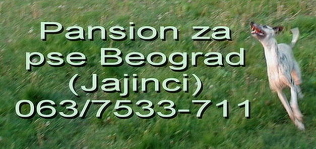 Pansion za pse Beograd - Jajinci