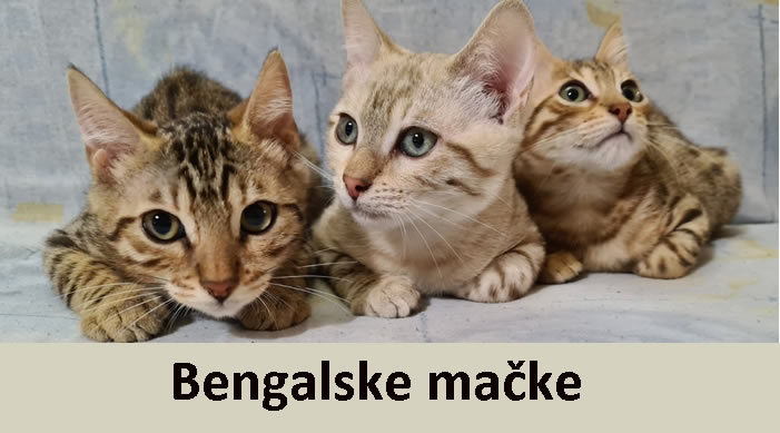 00_bengalske-macke