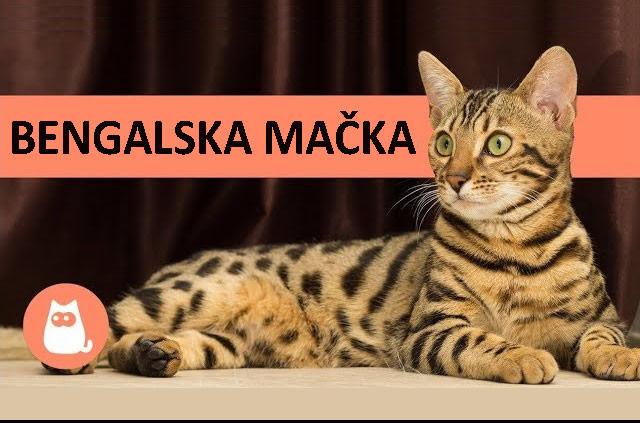 bengalska_macka_thumb