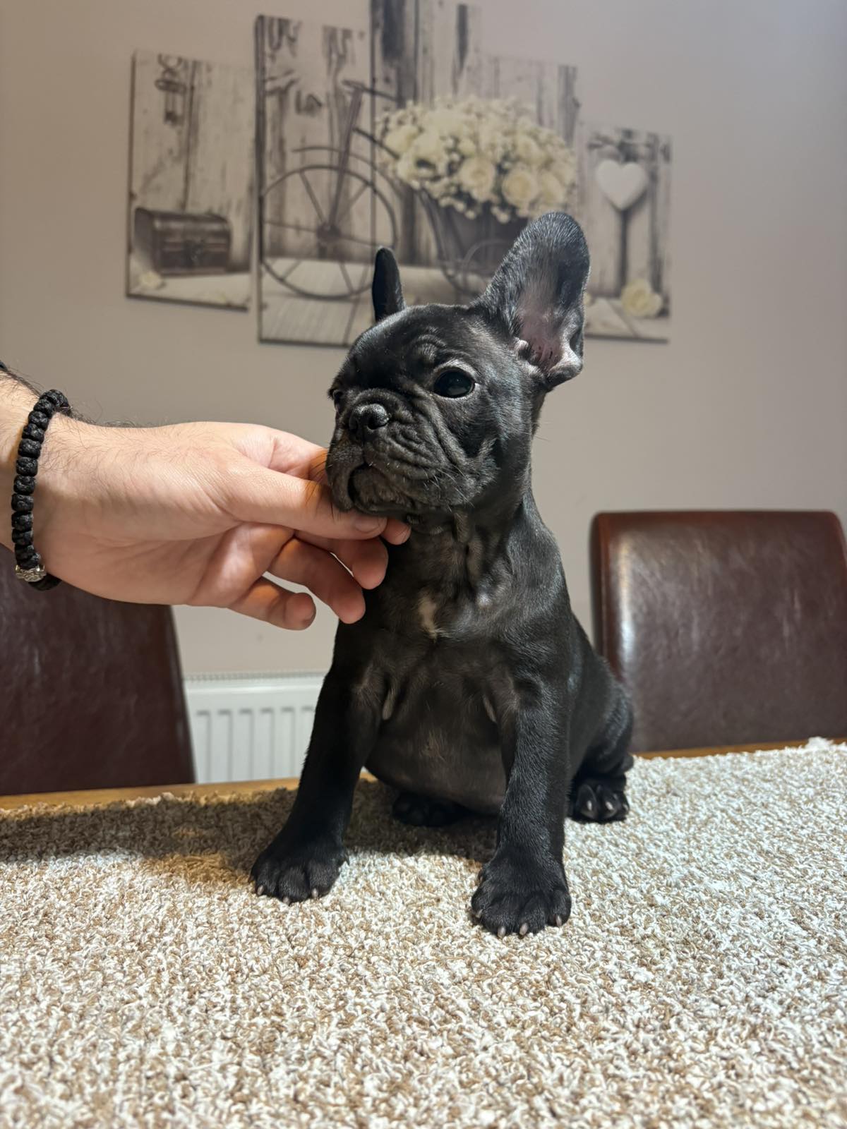 viber_slika_2025-11-13_23-15-47-792