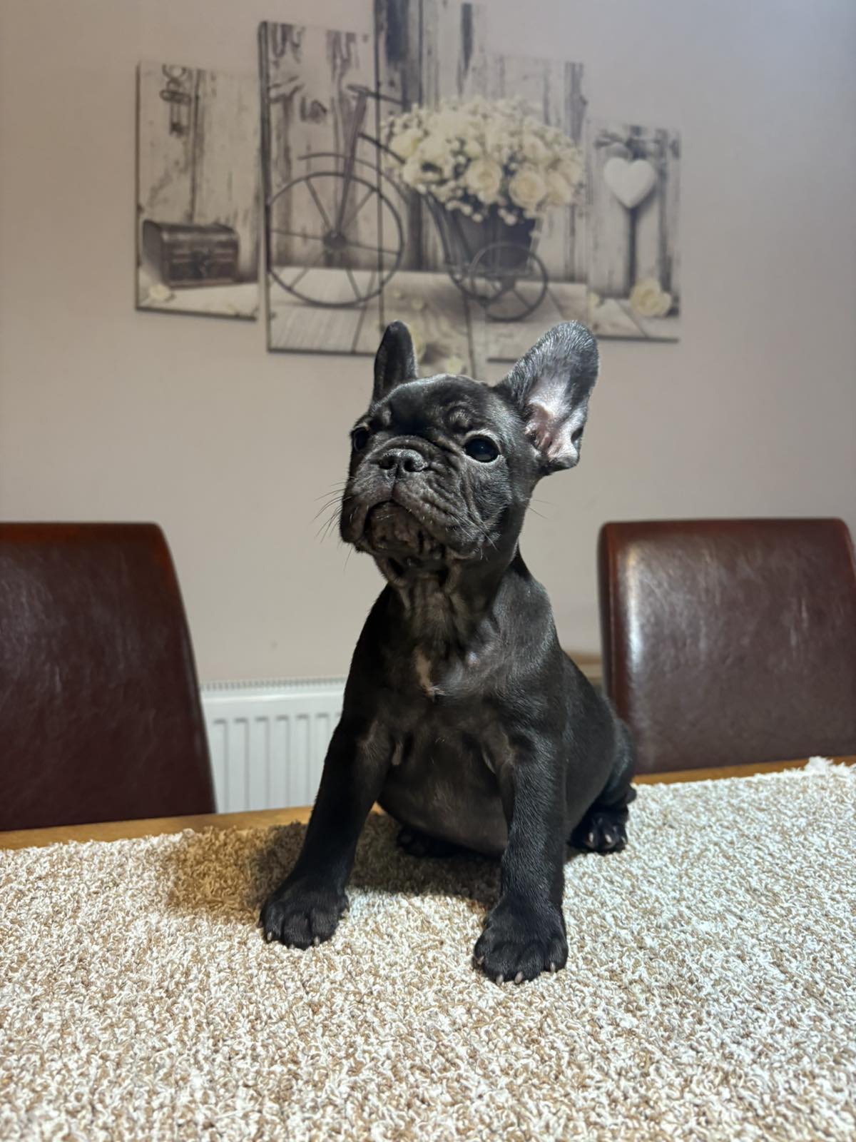 viber_slika_2025-11-13_23-15-47-579